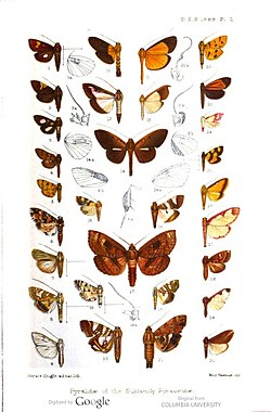 Pyralidae of the Subfamily Pyraustinae (plate 2).jpg