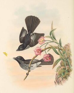 Rhipidura cockerelli - The Birds of New Guinea (cropped).jpg