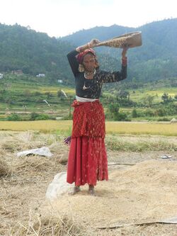 Rice winnowing, Uttarakhand, India.jpg