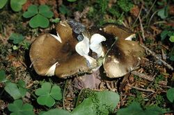 Russula.olivacea.-.lindsey.jpg