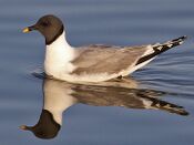 Sabine's Gull.jpg