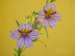 Salpiglossis sinuata.jpg