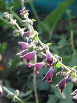 Salvia castanea (8079304146).jpg