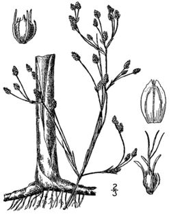 Schoenoplectus heterochaetus BB-1913.jpg