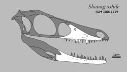 Shanag skull.png