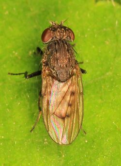 Shore Fly - Paralimna punctipennis, Bayou Cocodrie National Wildlife Refuge, Vidalia, Louisiana.jpg