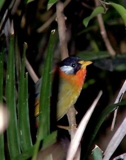 Silver-eared Mesia.jpg