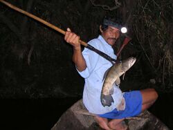Spear fishing Peru.jpg