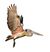 Spot-billed pelican takeoff white background.jpg