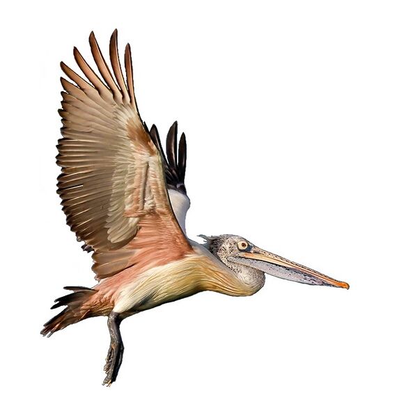 File:Spot-billed pelican takeoff white background.jpg