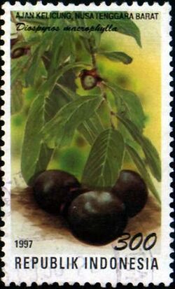 Stamp of Indonesia - 1997 - Colnect 254202 - Flora and Fauna - Diospyros macrophylla.jpeg