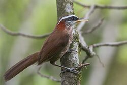 Streak-breasted Scimitar Babbler.jpg