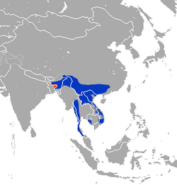 Stump-tailed Macaque area.png