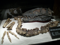 Tarbosaurus specimen MPC-D 100 66.png