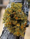 Yellow fruticose lichen with orange apothecia growing on a tree branch.