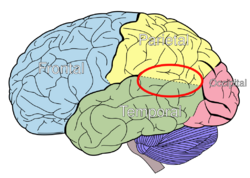 Temporo-parietal junction.svg