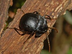 Tenebrionidae - Enoplopus dentipes (2).JPG