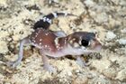 Thick-tailed Gecko (Underwoodisaurus milii) (9390973818).jpg