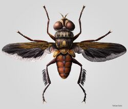 Trichopoda pennipes - Stefano Gioda.jpg