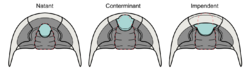 Trilobite hypostome types based on attachment (labeled).png