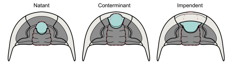 File:Trilobite hypostome types based on attachment (labeled).png
