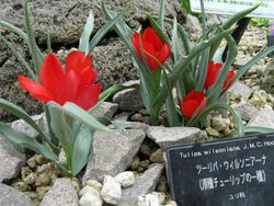 Tulipa wilsoniana1.jpg