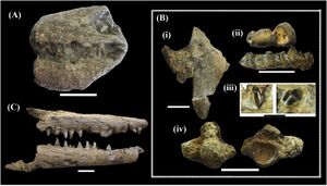 Various fragmentary fossils of mosasaurs of the tylosaurine group, specimen A (shown upper left) being attributed to Taniwhasaurus mikasaenis, specimen B (shown right) being attributed to Taniwhasaurus capensis