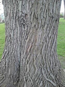 Ulmus x hollandica 'Vegeta'. Bark of old tree. Inverleith Park.jpg