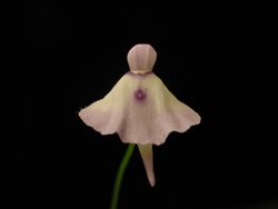 Utricularia pubescens flower.JPG