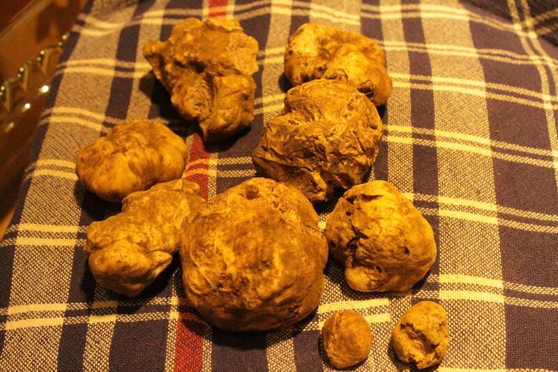 File:White truffles from San Miniato.jpg