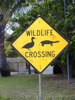 Wildlife crossing.jpg