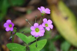 WoodSorrel1.jpg