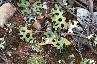 Xanthoparmelia semiviridis 197692279.jpg