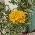 Yellow Gaillardia Flower.jpg
