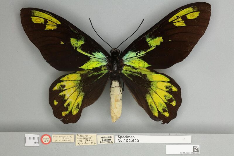 File:013602565 Ornithoptera victoriae regis f.ponceleti dorsal gynandromorph.jpg