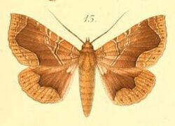 15-Calligraphidia opulenta (Möschler, 1887) (Ophisma).JPG