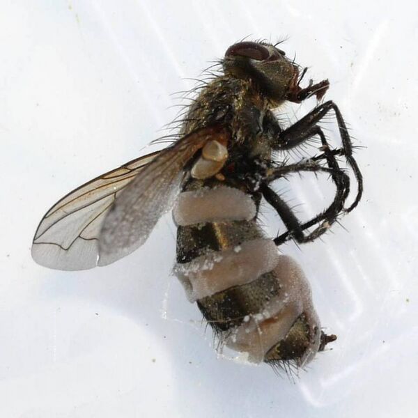 File:2010-10-04 Entomophthora muscae (Cohn) Fresen 204249.jpg