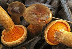 2012-01-28 Hygrophoropsis aurantiaca var. rufa D.A. Reid 197125 crop.jpg