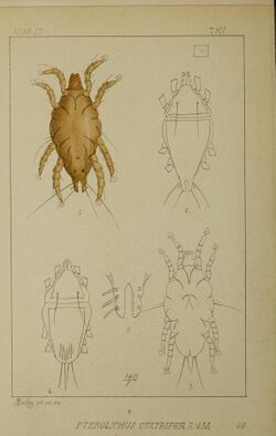 Acari, Myriopoda et Scorpiones hucusque in Italia reperta (1888) (16581952488).jpg