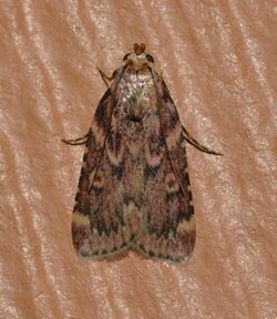 Aglossa cuprina - Grease Moth (14836194860).jpg