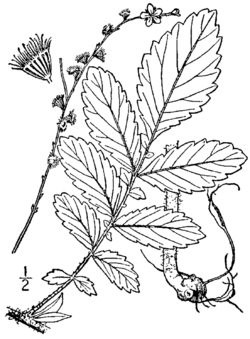 Agrimonia pubescens drawing.png