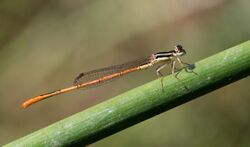 Agriocnemis falcifera 2017 10 22 1465.jpg