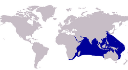 Alectis indicus distribution..PNG