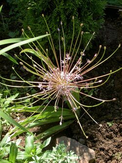 Allium Schubertii.jpg