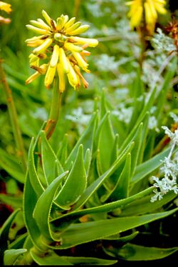 Aloe commixta - Peninsula Rambling Aloe of Table Mountain SA.jpg