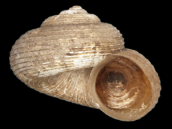 Amphicyclotulus dominicensis shell.png