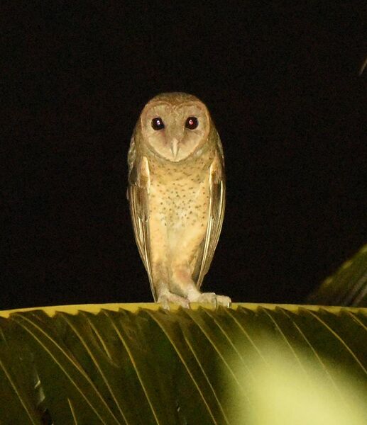 File:Andaman Masked Owl SS.jpg