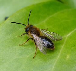 Andrena sp. - Flickr - gailhampshire (8).jpg