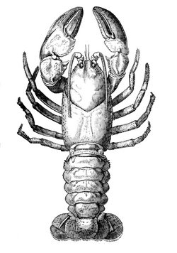 Astacoides Huxley.png