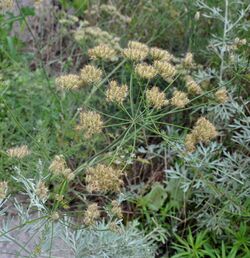 Astrodaucus orientalis Astrodaucus ღრიანჭველა (2).JPG